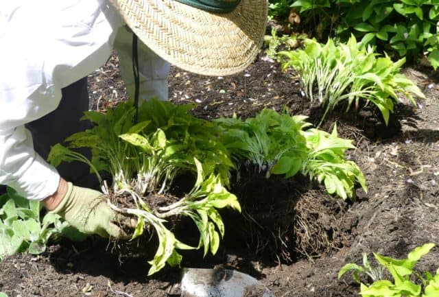 a gardener divides hostas to create more healthy plants