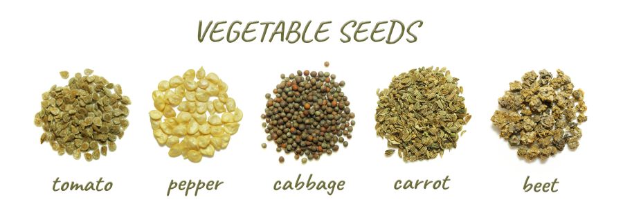 harvest and store vegetable seeds such as tomato, pepper, cabbage, carrot and beet