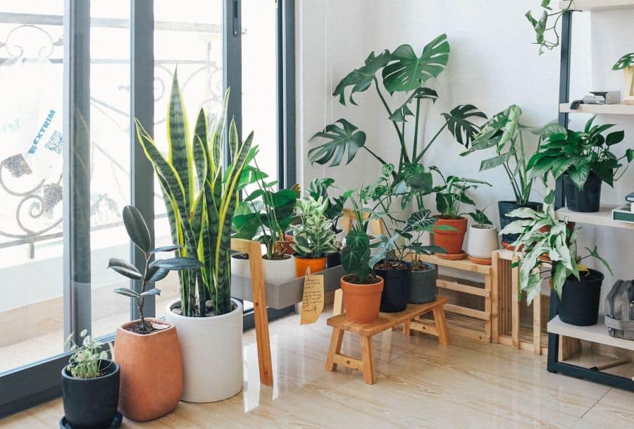 bring the outdoors indoors with houseplants