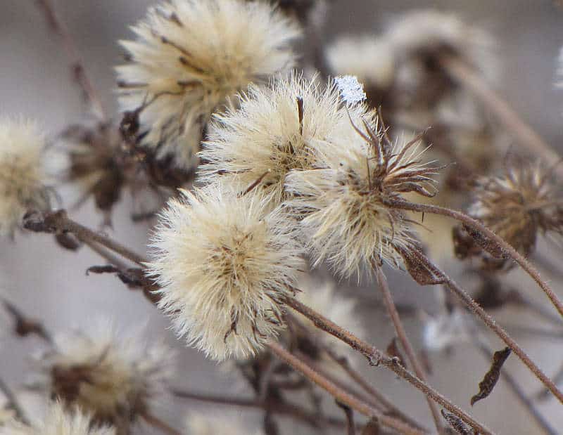 new england aster seed heads ready to harvest the seeds