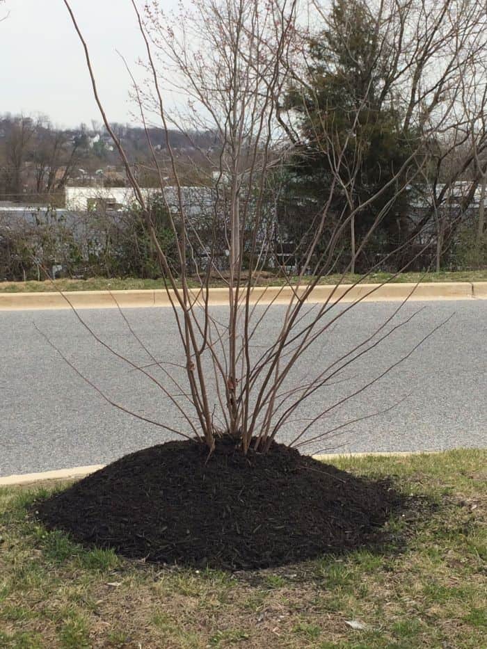 spring garden jump start tip: this is the wrong way to mulch shrubs and trees.