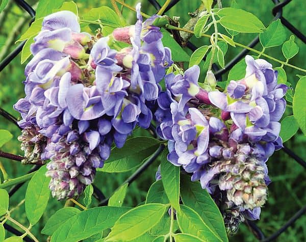Flowers on an American wisteria plant (Wisteria frutescens)