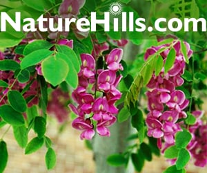 nature hills nursery sells flowering vines for vertical gardening