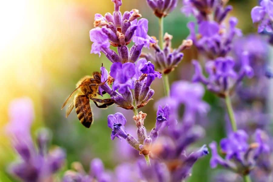 plants for pollinators attract honey bees
