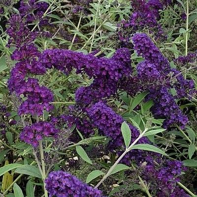 plants for pollinators include black knight butterfly bush