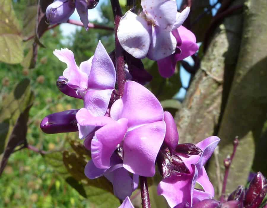 purple hyacinth bean flowers dolichos lablab