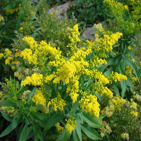 goldenrod is one of the most popular plants for pollinators