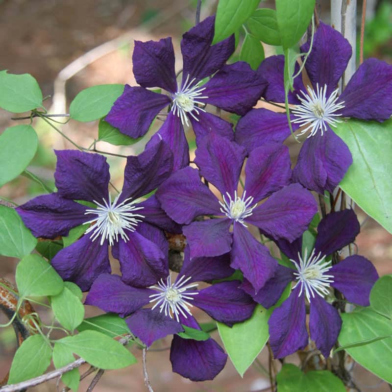 Etoile Violette Clematis is one of the best flowering vines for vertical gardening