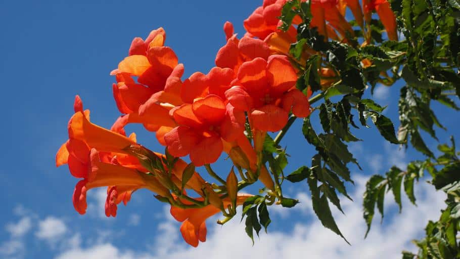 vine with orange flowers against blue sky