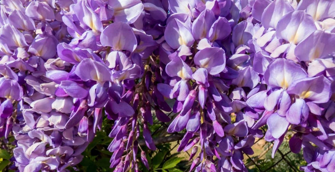 purple wisteria are flowering vines for vertical gardening