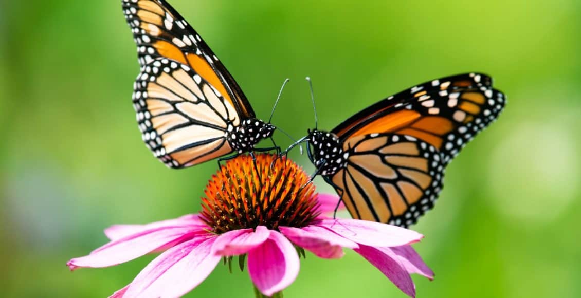 monarch butterflies feed on echinacea coneflower
