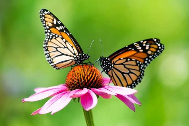 monarch butterflies feed on echinacea coneflower