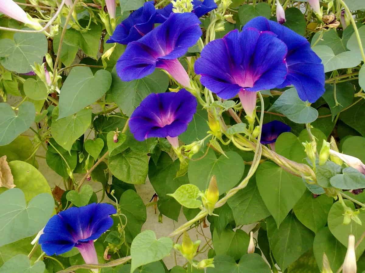 blue flowers on a morning glory vine