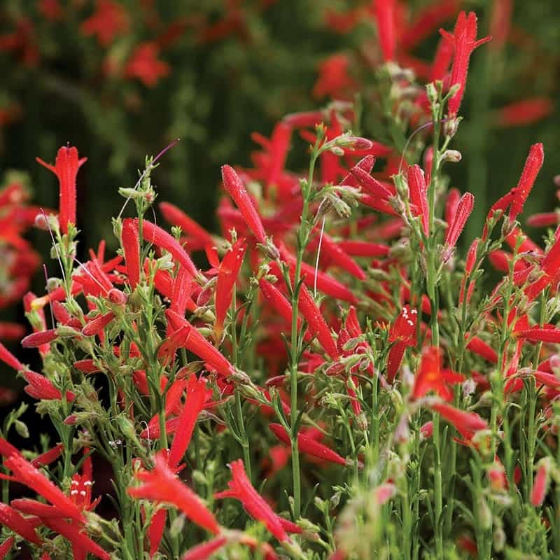 pineleaf penstemon flowers provide nectar for hummingbirds and butterflies