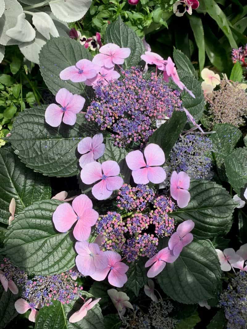 Close-up of the flowers on a Lacecap Hydrangea 'Tokyo Delight' plant.