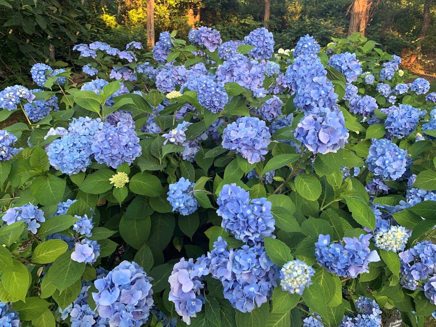 blue mophead hydrangea flowers