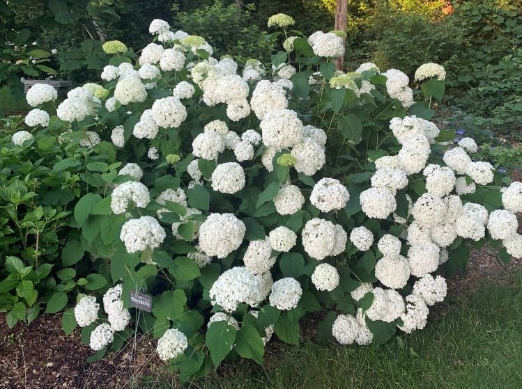 white flowers of a smooth annabelle hydrangea