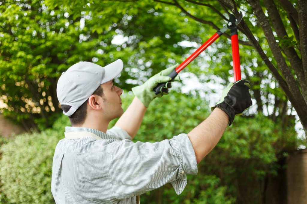 Tree Trimming Tips Home Garden And Homestead