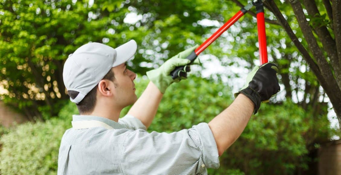 a gardener trims a tree with long-handle loppers