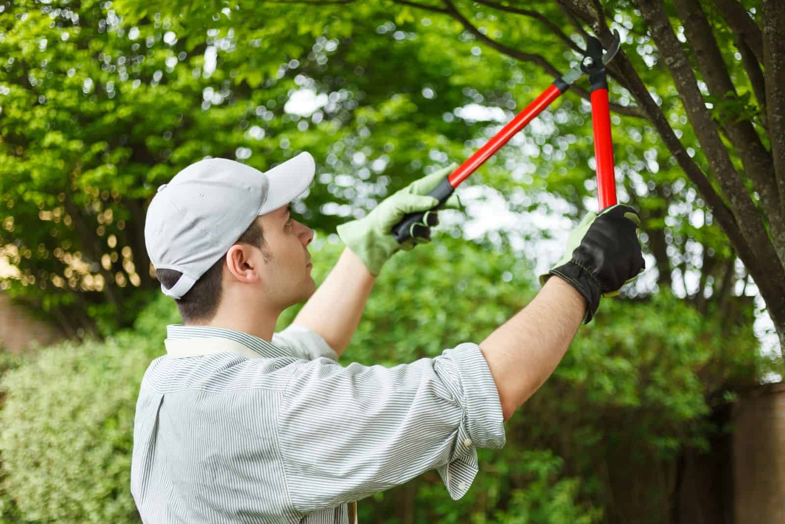 a gardener trims a tree with long-handle loppers