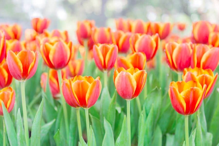 edible flowers include tulips like these growing in a field