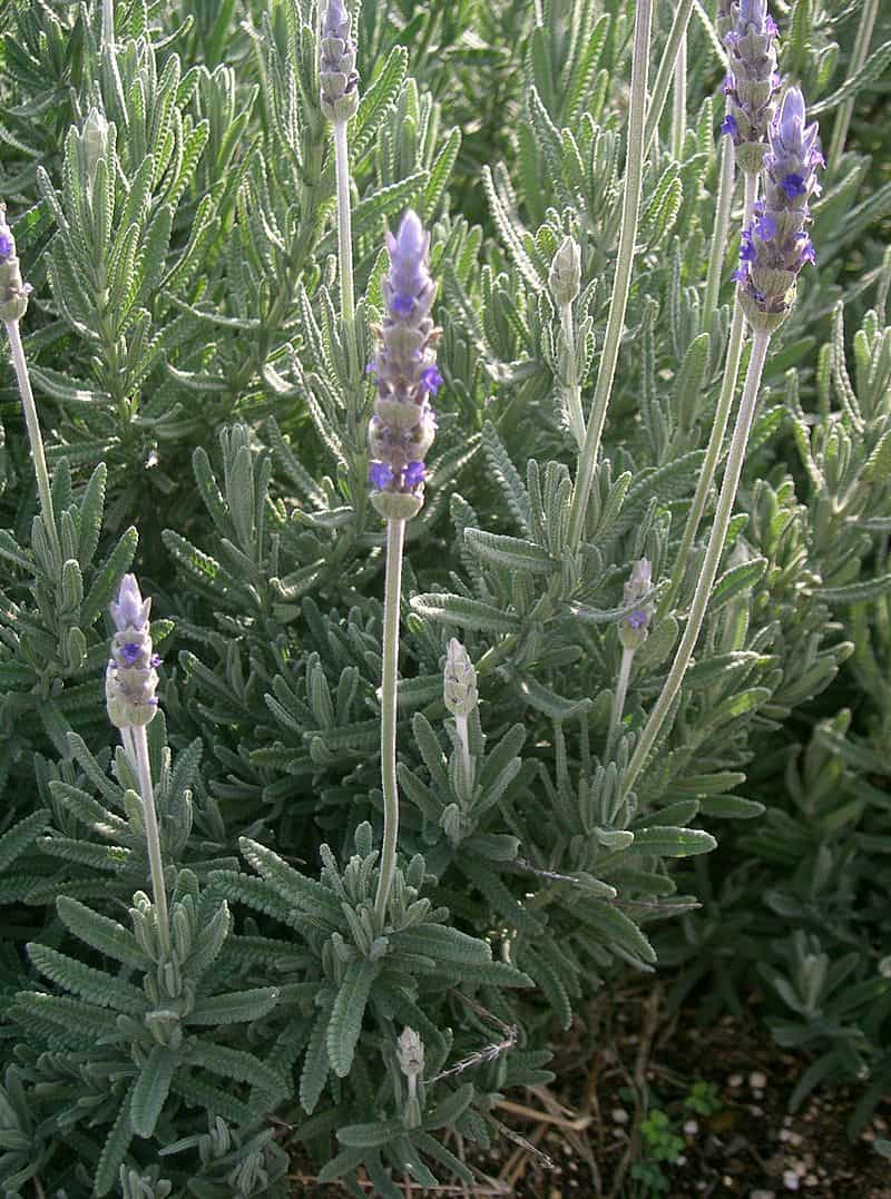 French lavender plant Lavandula dentato