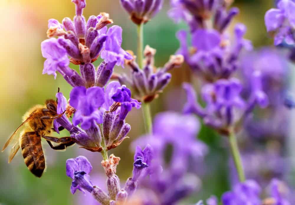 a honey bee pollinates lavender flowers