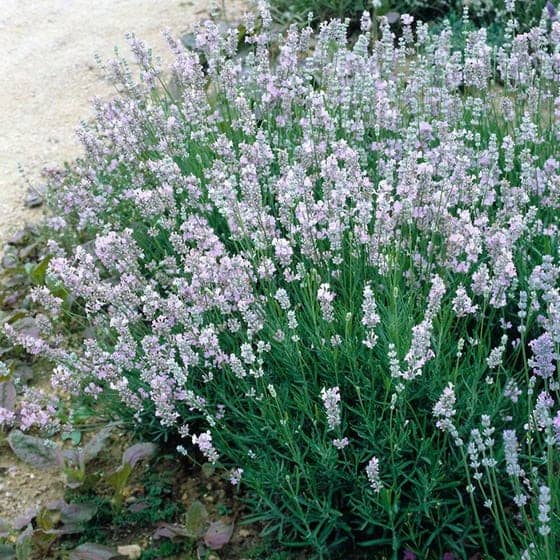 flowers on a hybrid lavender plant (Lavandula x intermedia Provence