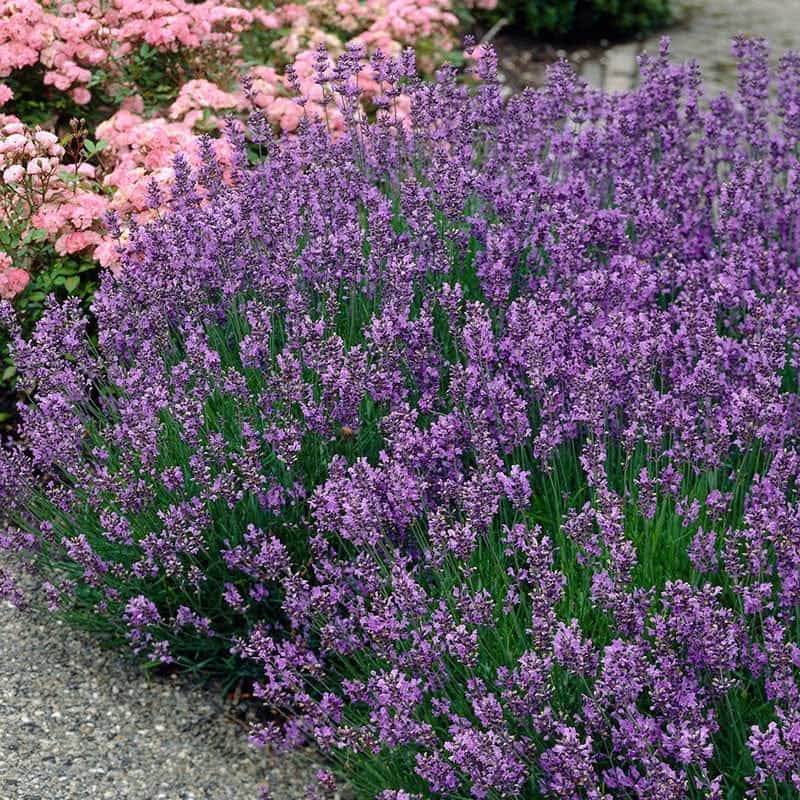 how to grow a lavender plant like this Lavandula angustifolia Munstead English Lavender