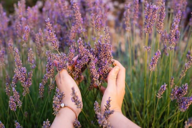 a woman's hands touch lavender plant flowers