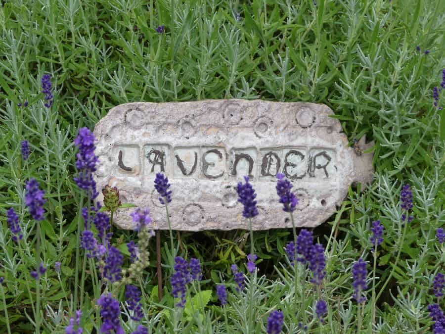 lavender flowers surround a garden sign that says "lavender"