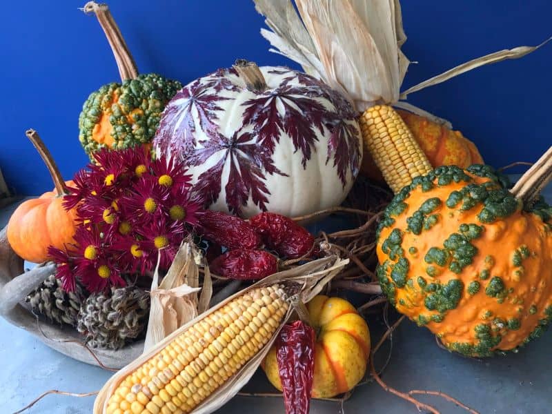 pumpkins, corn and gourds in a still life display