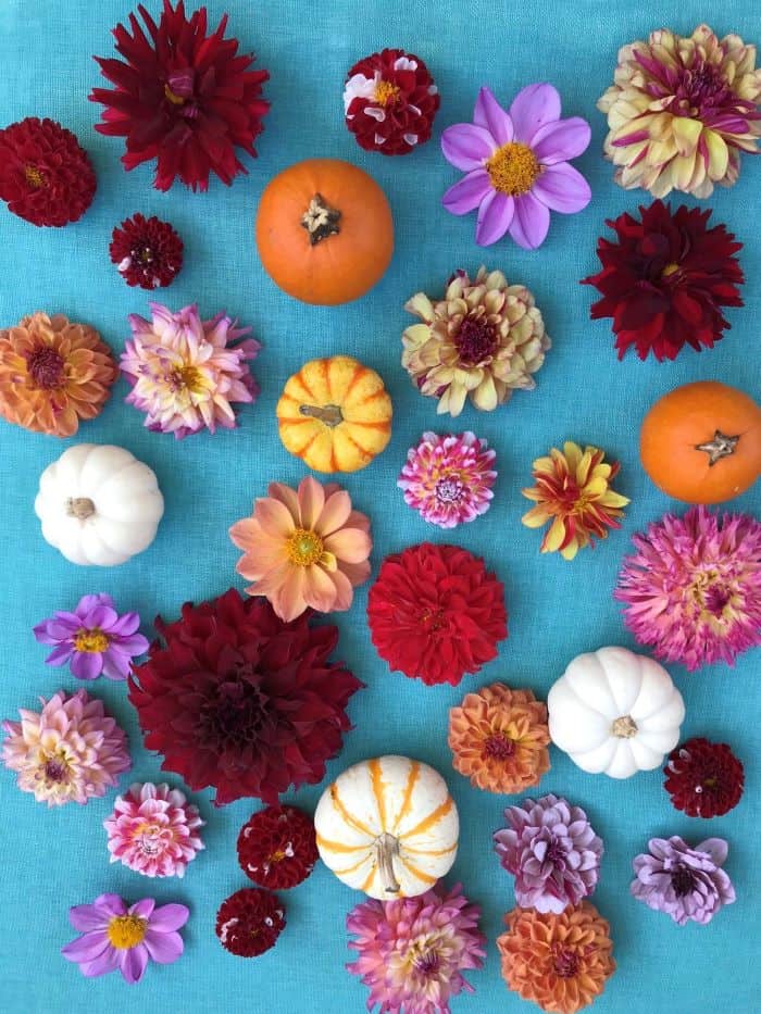 a vast variety of dahlia flowers plus some pumpkins and gourds