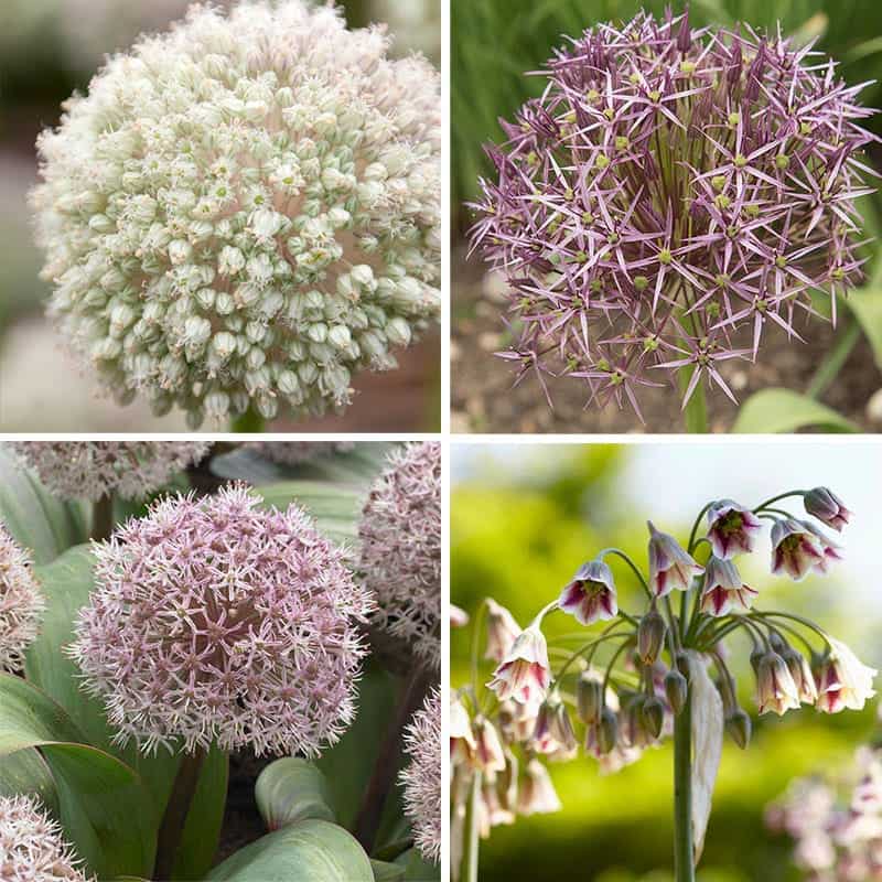 plant fall bulbs like these delightful allium accents