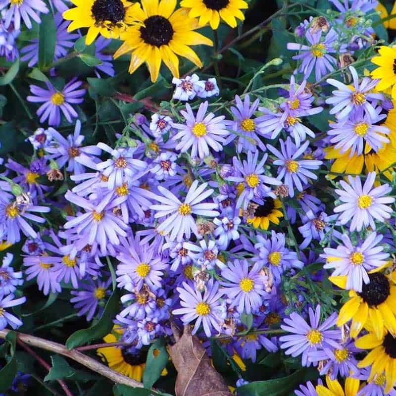 Blue asters provide late summer garden color