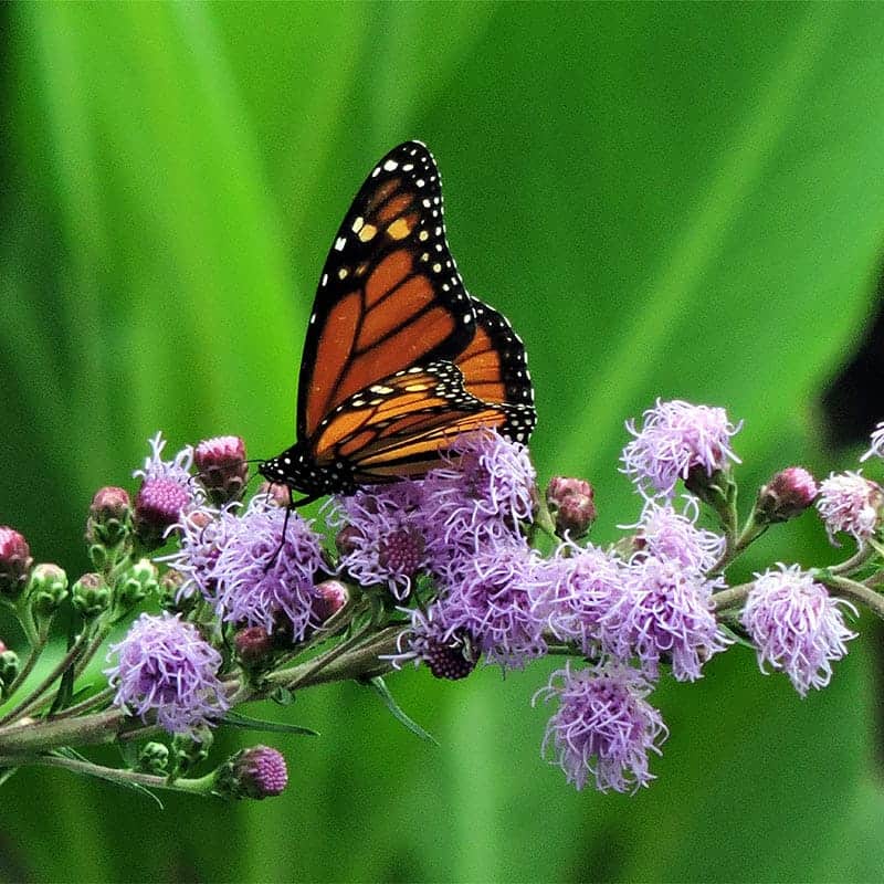 a monarch butterfly feeds on colorful blazing star flowers in the late summer