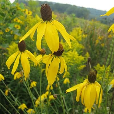 Gray Headed Coneflower, also known as ratibida pinnata, has bright yellow flowers with dark centers that resemble heads.