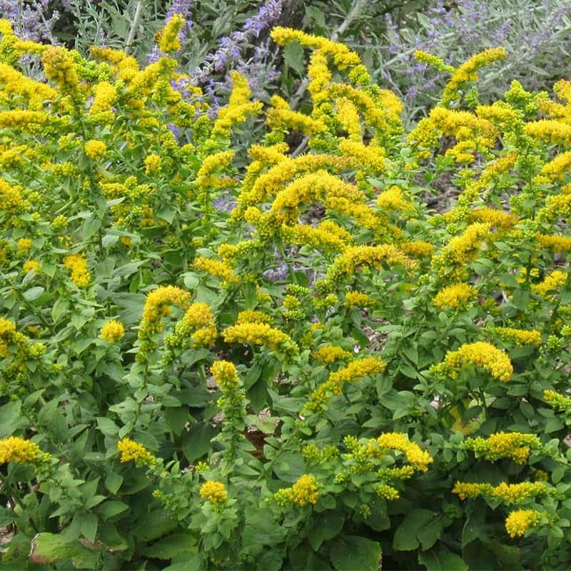 bright yellow goldenrod flowers add late summer garden color