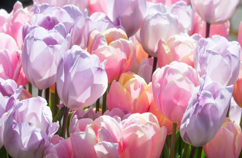 planting fall bulbs will result in beautiful flowers like these perfect pastel tulips