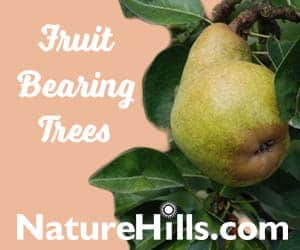 top fruit trees for backyard orchards are available from Nature Hills Nursery