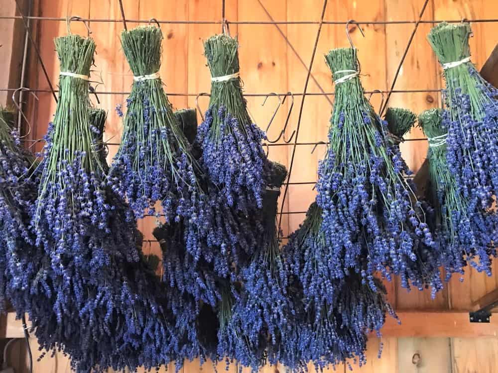 how to make lavender essential oil: lavender flowers hanging upside down to dry