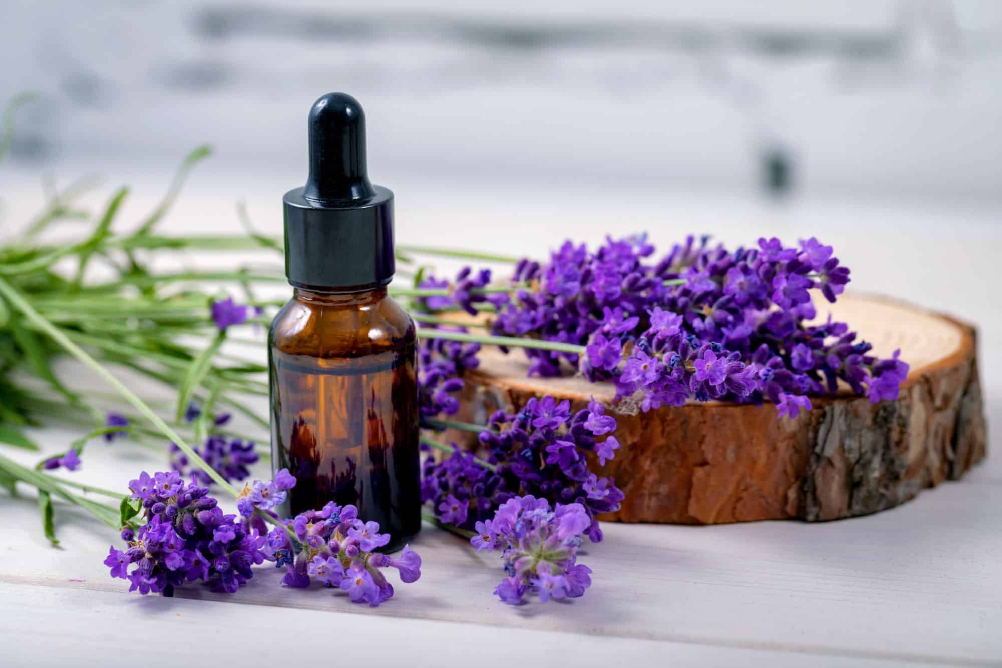 lavender flowers are used to make lavender essential oil