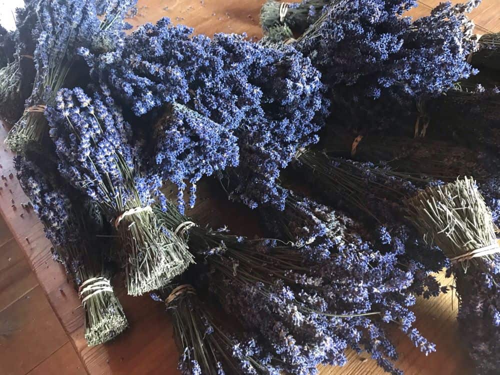 bunches of lavender flowers harvested from the garden