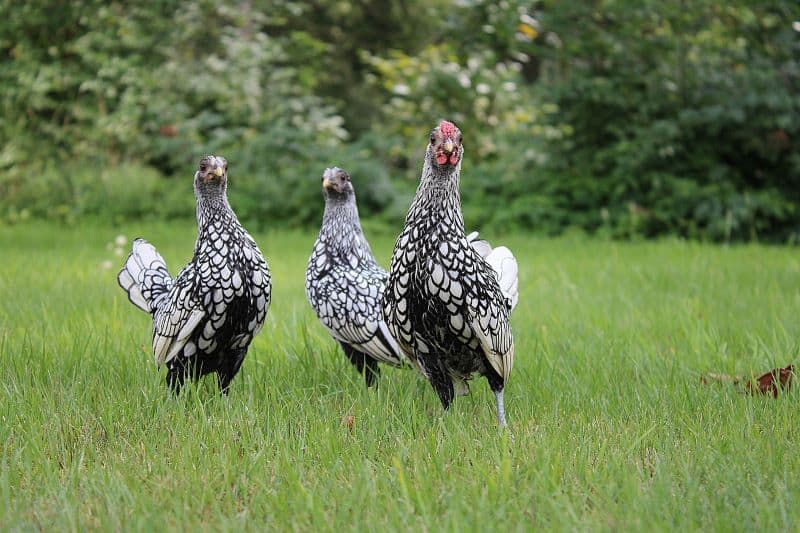 three chickens in a field