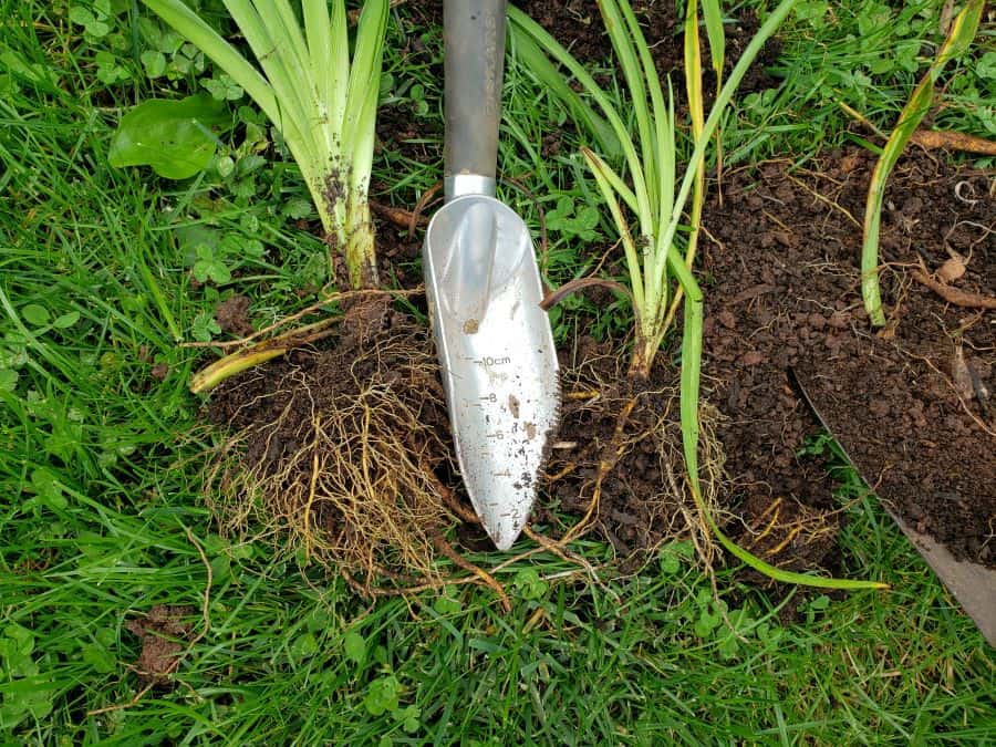 daylily roots divided with a soil knife