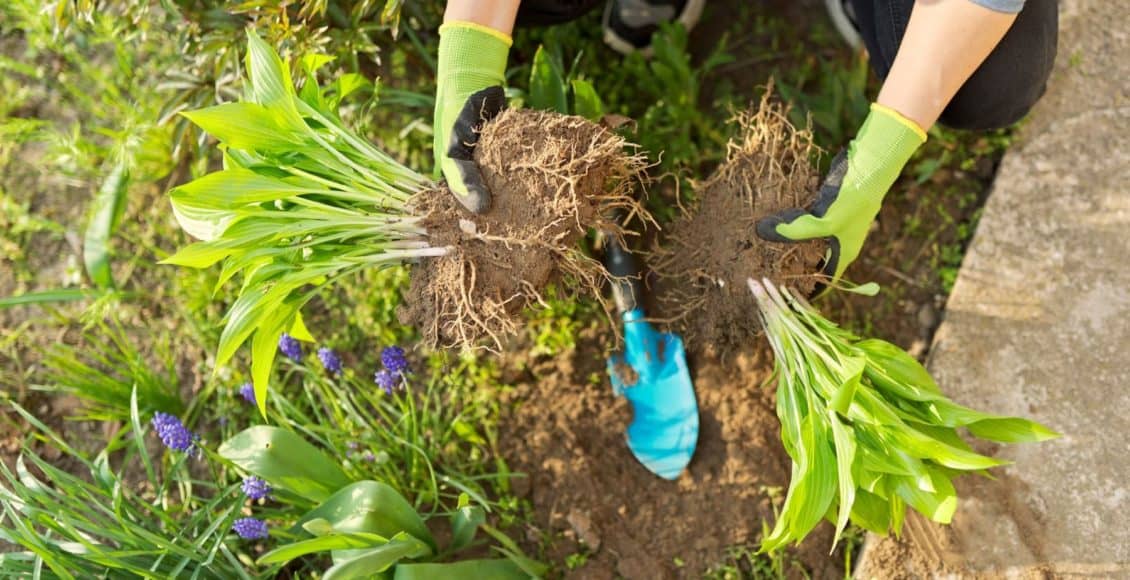 a woman shows how to divide hostas in a garden
