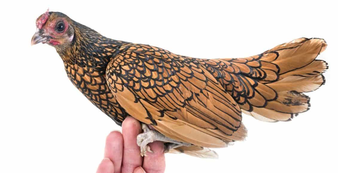 a gold sebright bantam chicken perched on a hand