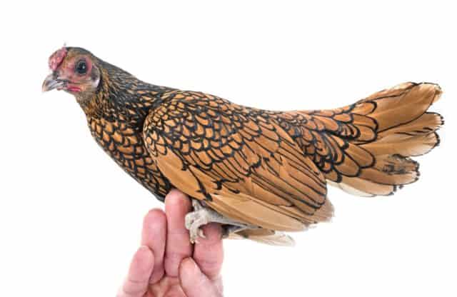 a gold sebright bantam chicken perched on a hand