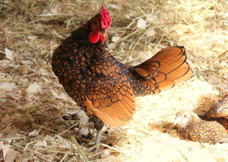 gold sebright bantam rooster