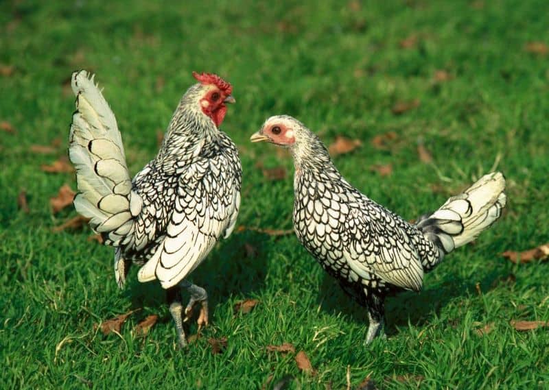 a sebright bantam rooster on the left, and a hen on the right